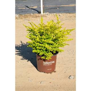 SOUTHERN LIVING 3 Gal. Sunshine Ligustrum Evergreen Shrub Bright Golden-Yellow Foliage 11377