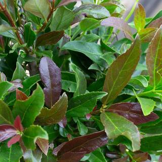 SOUTHERN LIVING 3 Gal. Coppertop Sweet Viburnum Shrub with Olive Green to Dark Red Evergreen Foliage 56863
