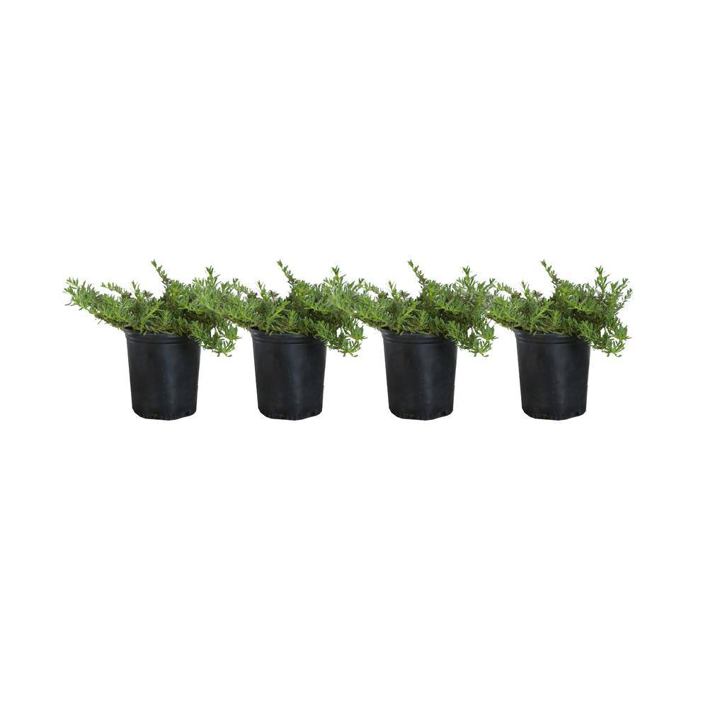 Alder  Oak 1 Gal. Creeping Myoporum Ground Cover Plant (4-Pack) MYPA01