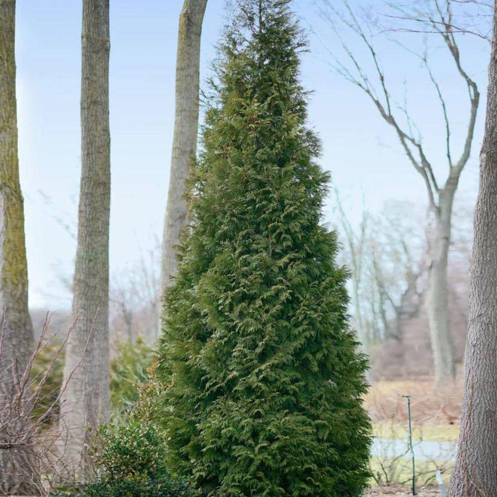 3 Gal. American Pillar Thuja Evergreen Tree THUAMP03G
