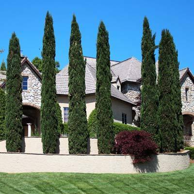 Italian Cypress Evergreen Trees - Cannot Ship to AZ