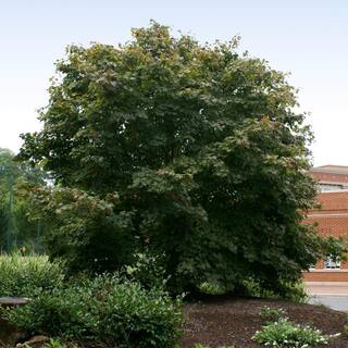 Brighter Blooms 2 Gal. Bloodgood Japanese Maple Tree MAP-JAP-23-2