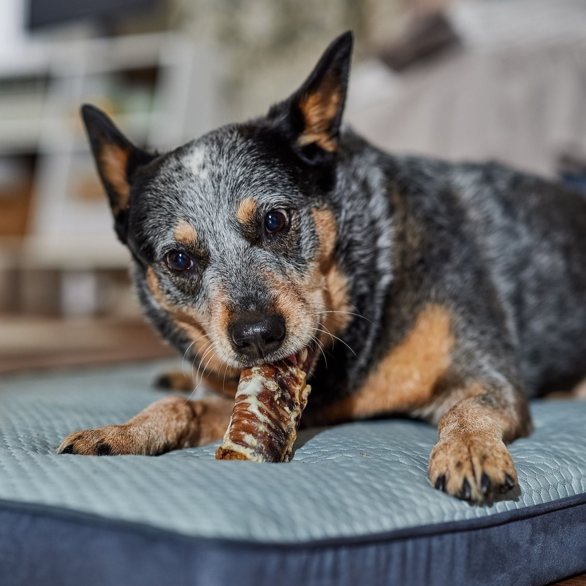 Bones and Chews Made in USA Chicken and Rice Flavored Filled Beef Trachea Dog Treats