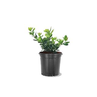 1 Gal. Nellie R. Stevens Holly Evergreen Tree HOLNEL01G
