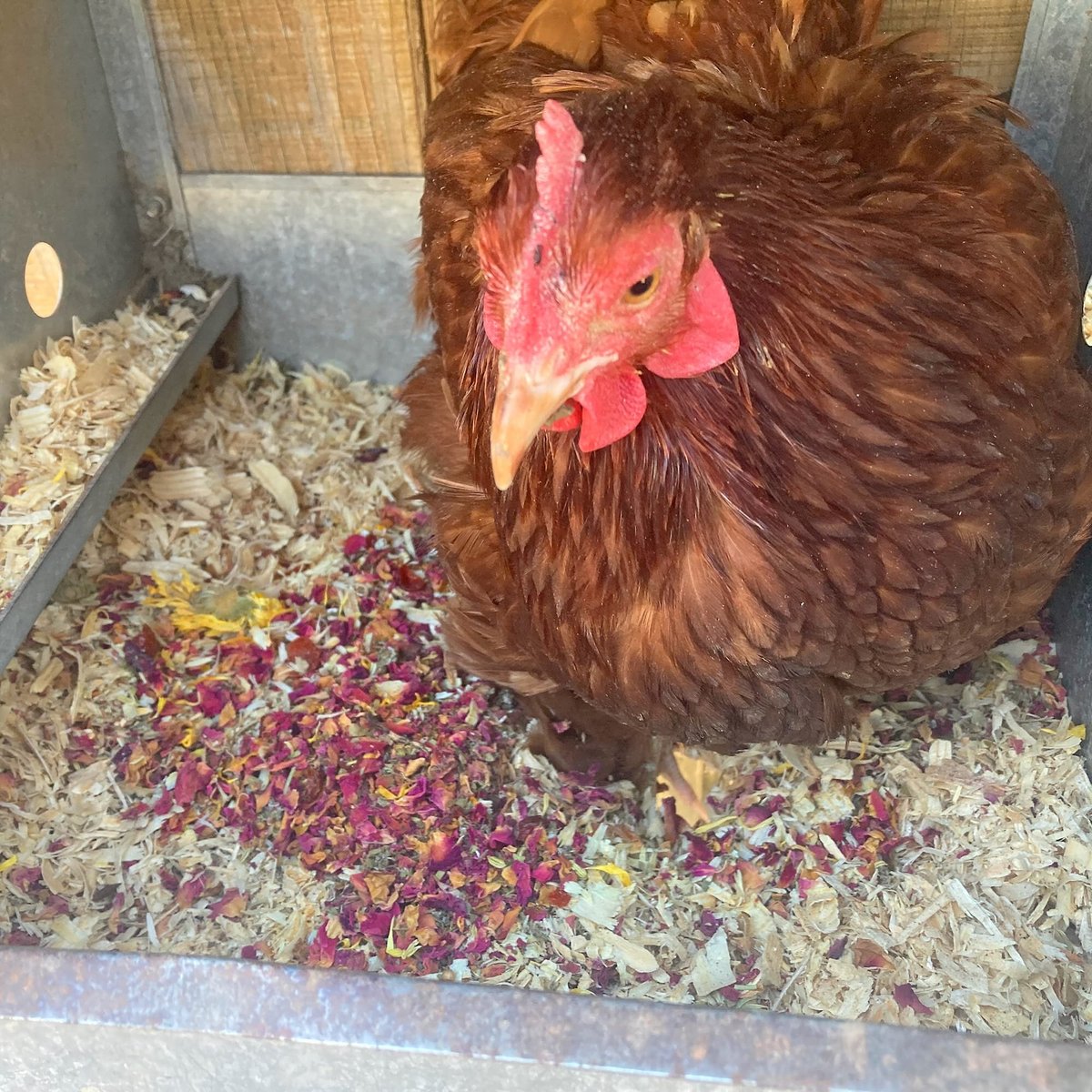 Pampered Chicken Mama WormBGone Coop and Poultry Nesting Box Herbs