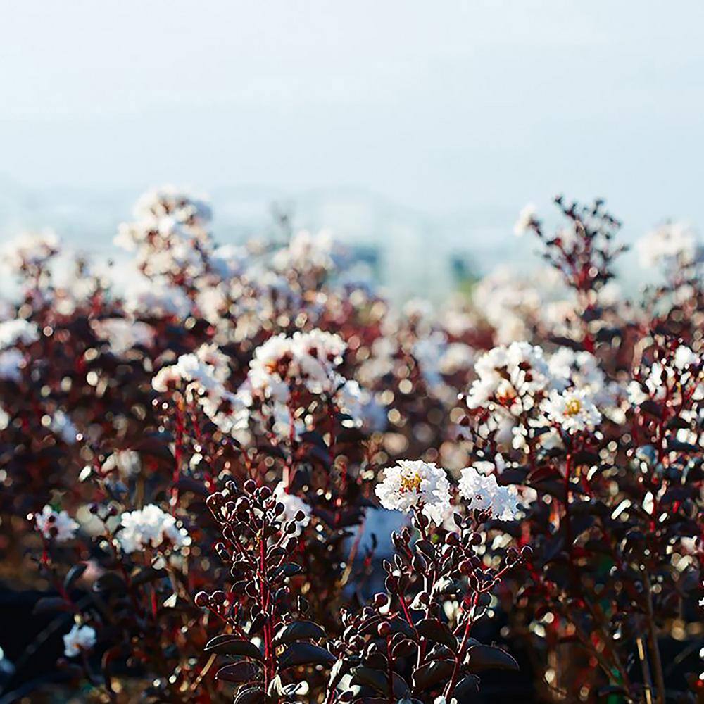 BLACK DIAMOND 2.25 Gal. Pure White Crape Myrtle Tree with Bright White Flowers 10880