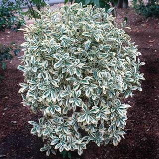 Online Orchards 1 Gal. Silver Queen Euonymus Shrub With Silver Variegated Evergreen Foliage SBEU006