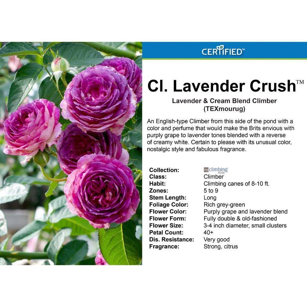 MY CLIMBING 3 Gal. Lavender Crush Climbing Rose with Lavender Flowers 17570