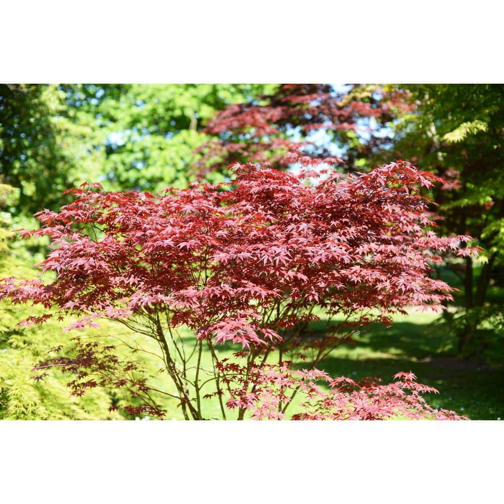 BELL NURSERY 3 Gal. Bloodgood Japanese Maple Live Tree with Attractive Red Foliage (1-Pack) MAPLE3BDJ1PK