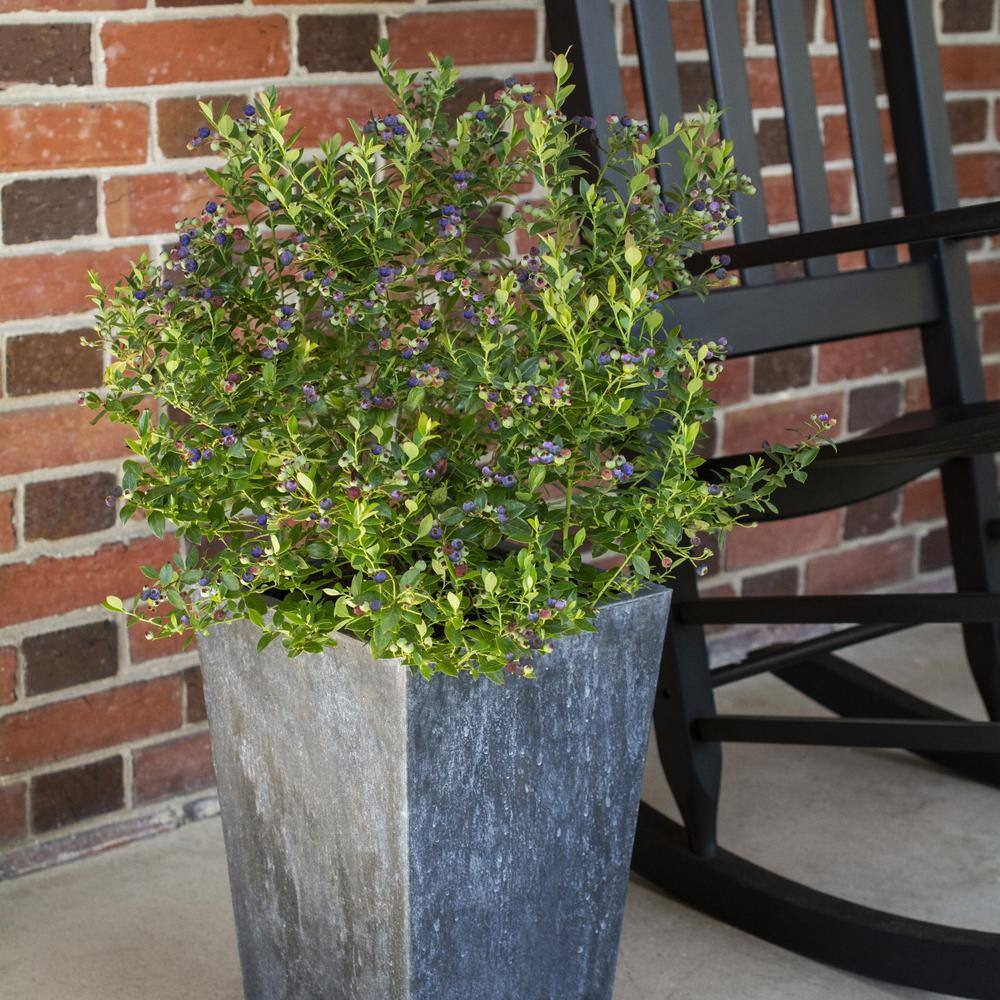 BUSHEL AND BERRY 1 Gal. Bushel and Berry Blueberry Buckle Blueberry Live Plant HD1665