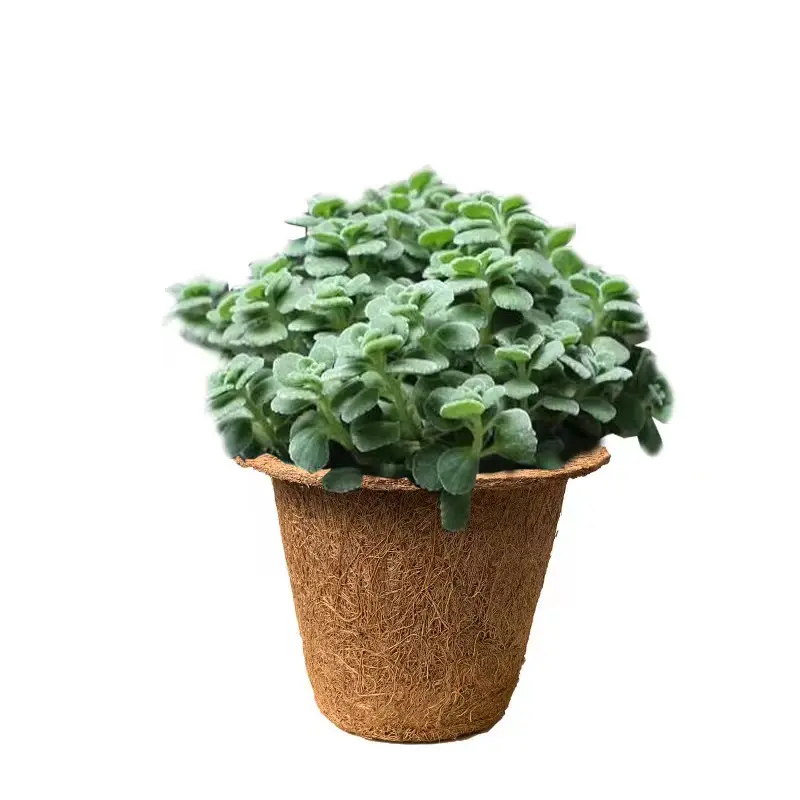 Coconut seedling pot green plant growth pot coconut flower pot manufacturers wholesale