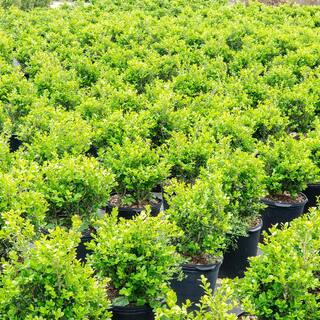 #1 Japanese Boxwood Shrub (2-Pack) THD00012