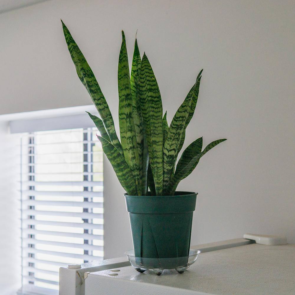 Perfect Plants Snake Plant Sansevieria Zeylanica Indoor Plant 10 in. Grower's Pot THD00433