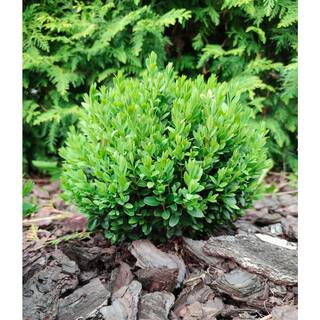 Online Orchards 1 Gal. Baby Gem Boxwood Shrub with Naturally Compact Size Ideal for Urban Landscapes EGBX007