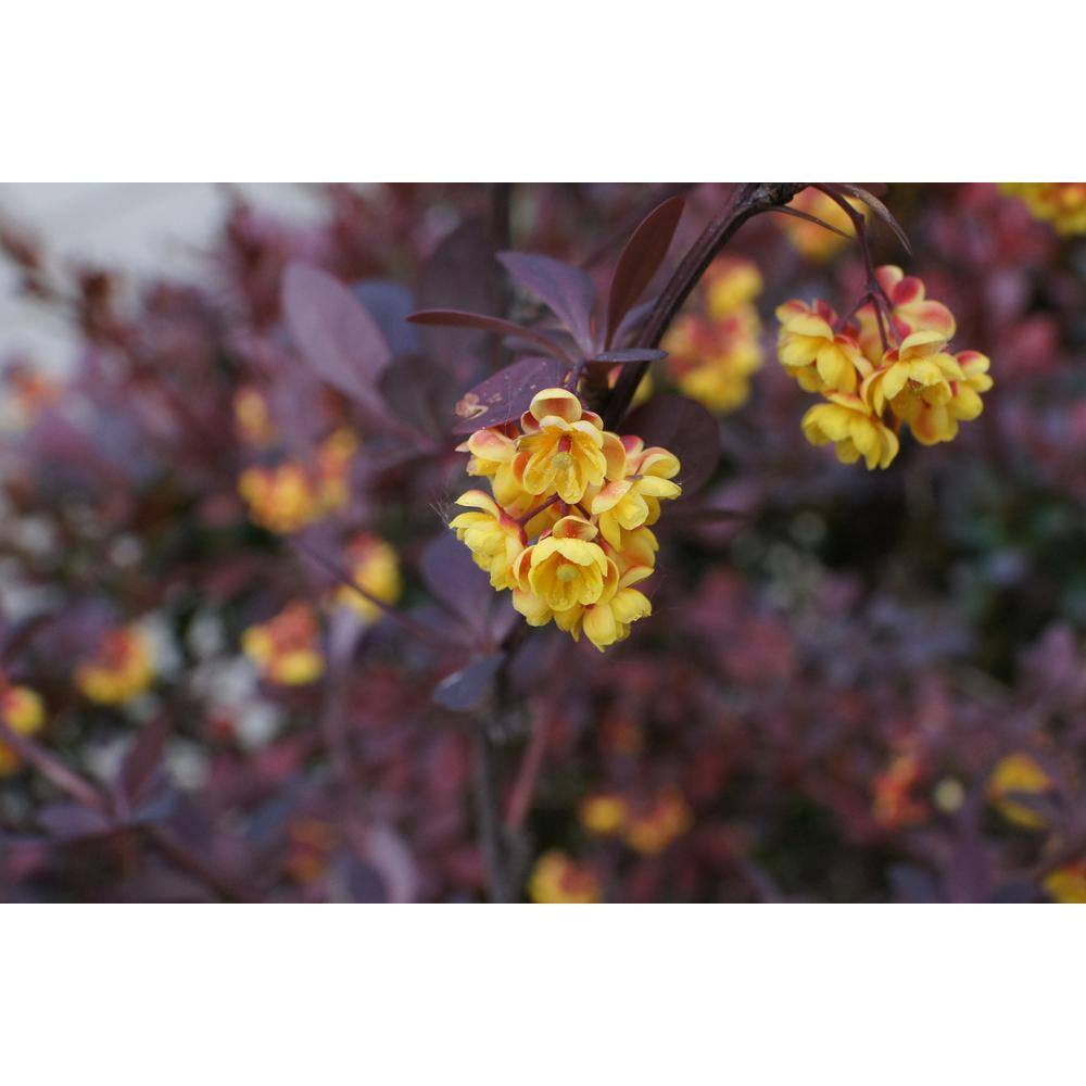 Online Orchards 1 Gal. Crimson Pygmy Dwarf Japanese Barberry Shrub Rich Purple Foliage Compact Growth Beautiful Red Berries SBBB001