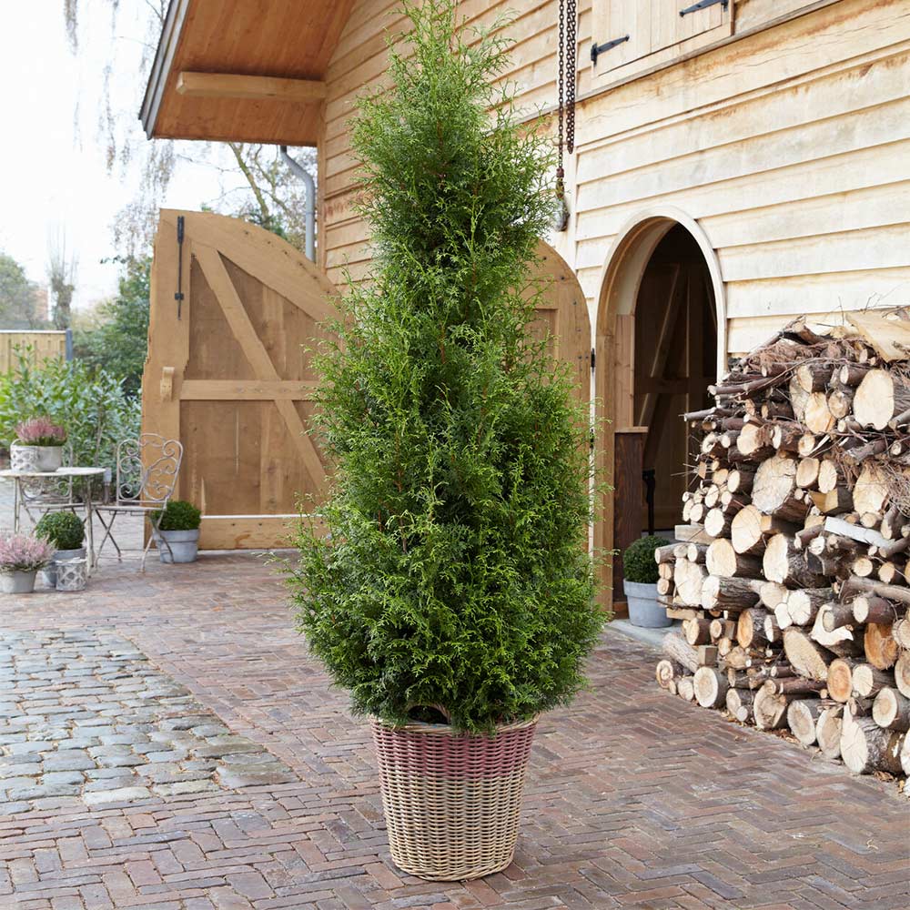 Sugar and Spice™ Thuja