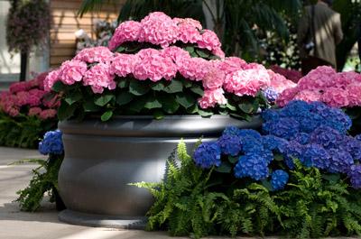 Endless Summer Hydrangea Shrub - Giant Blooms from Spring until Fall - Cannot Ship to AZ