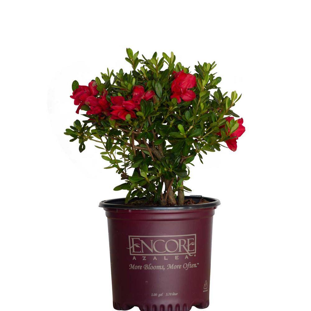 ENCORE AZALEA 1 Gal. Autumn Bonfire Shrub with Clear Red Reblooming Flowers 80371