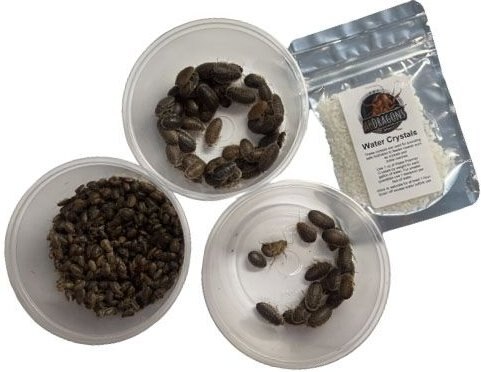 ABDragons Dubia Roaches Mixed Mixe Sized Reptile Food