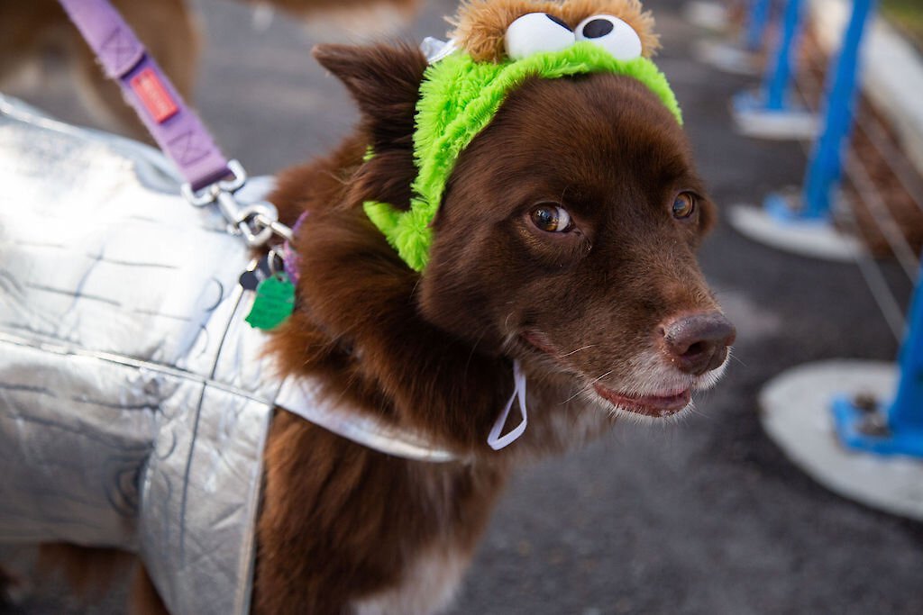 Pet Krewe Sesame Street Oscar The Grouch Dog and Cat Costume