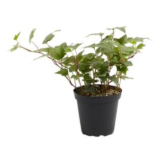 LIVELY ROOT 4 in. English Ivy Glacier (Hedera helix Variegata) Plant in Grower Pot LRENGIVY4