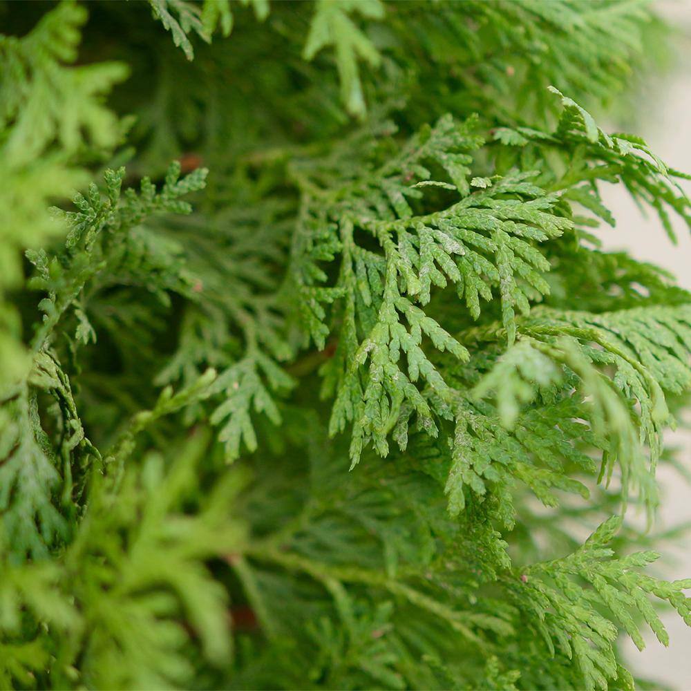 PROVEN WINNERS 2 Gal. Arborvitae North Pole Evergreen Shrub 17541