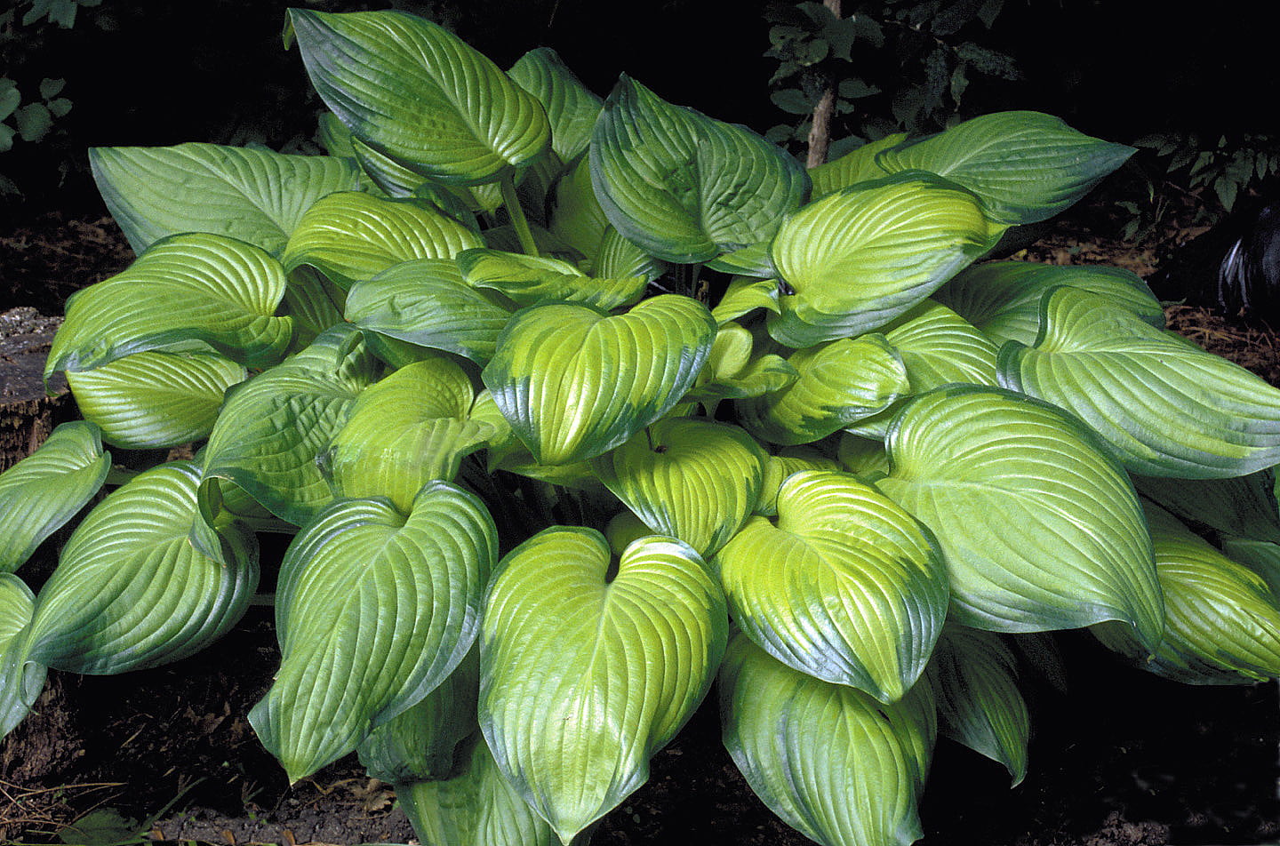 Guacamole Hosta - Hosta of the Year 2002 - Live Plant - Quart Pot