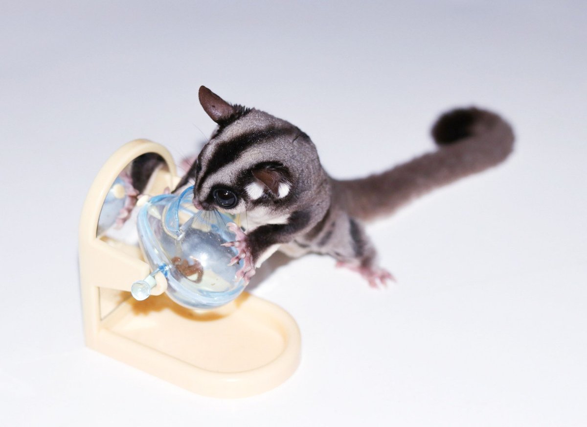 Exotic Nutrition Tilt-N-Treat Sugar Glider and Mouse Treat Dispenser