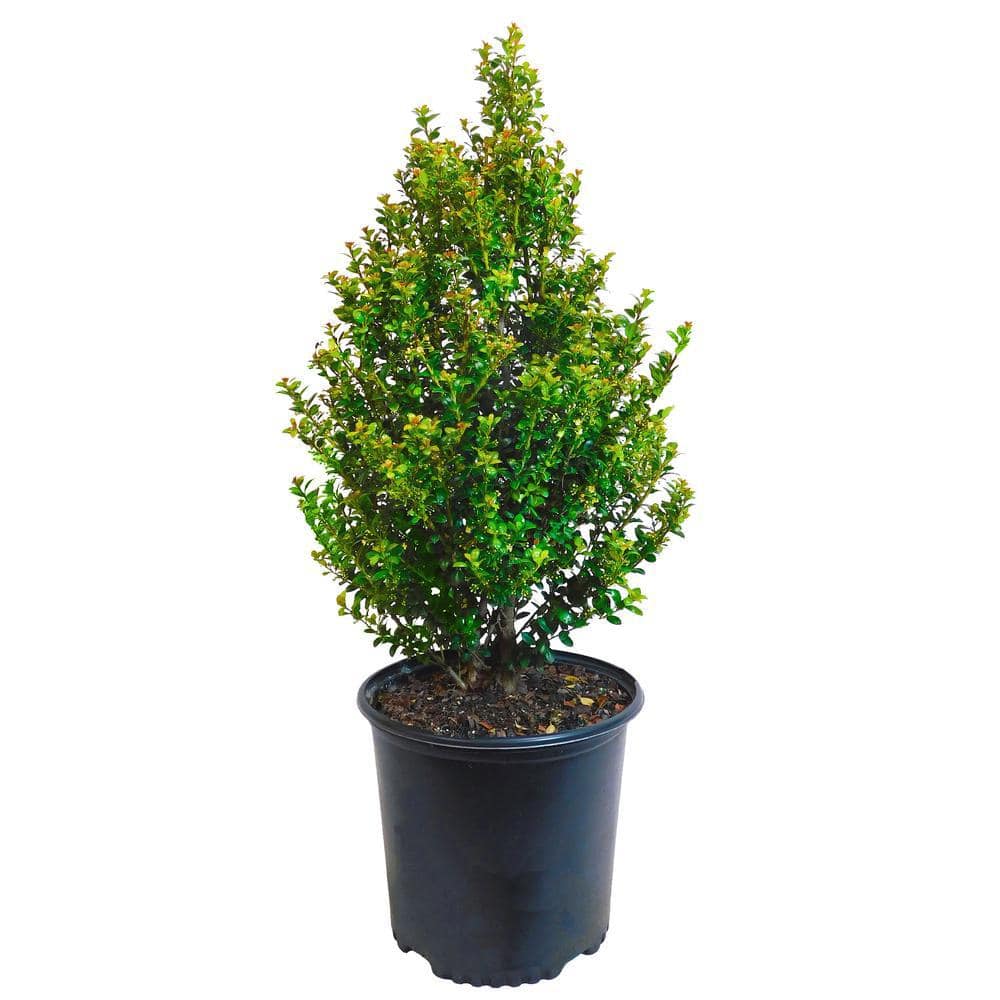 2.25 Gal. Steeds Upright Japanese Holly Plant with Dark Green Foliage 14827