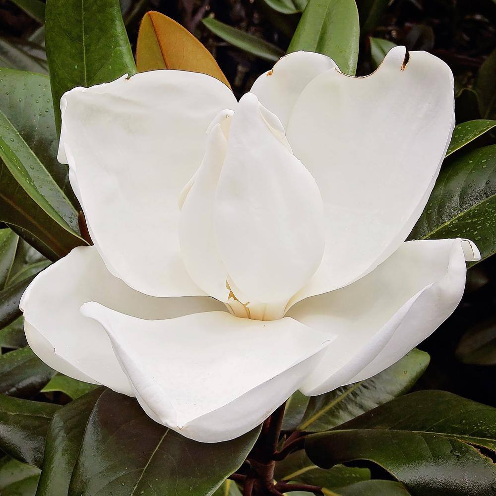 3 Gal. D.D. Blanchard Southern Magnolia Tree MAGDDB03G