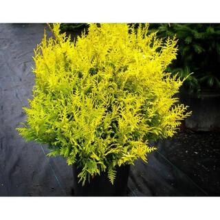 Online Orchards 1 Gal. Kings Gold Threadbranch Cypress Shrub Brings Rich Permanent Color to any Landscape EGTC001