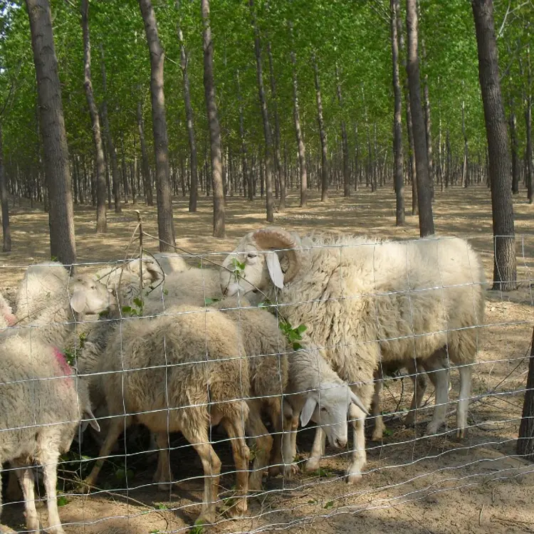 Farm supplies cheap price goat cow proof fence grassland field fence 50m 100m