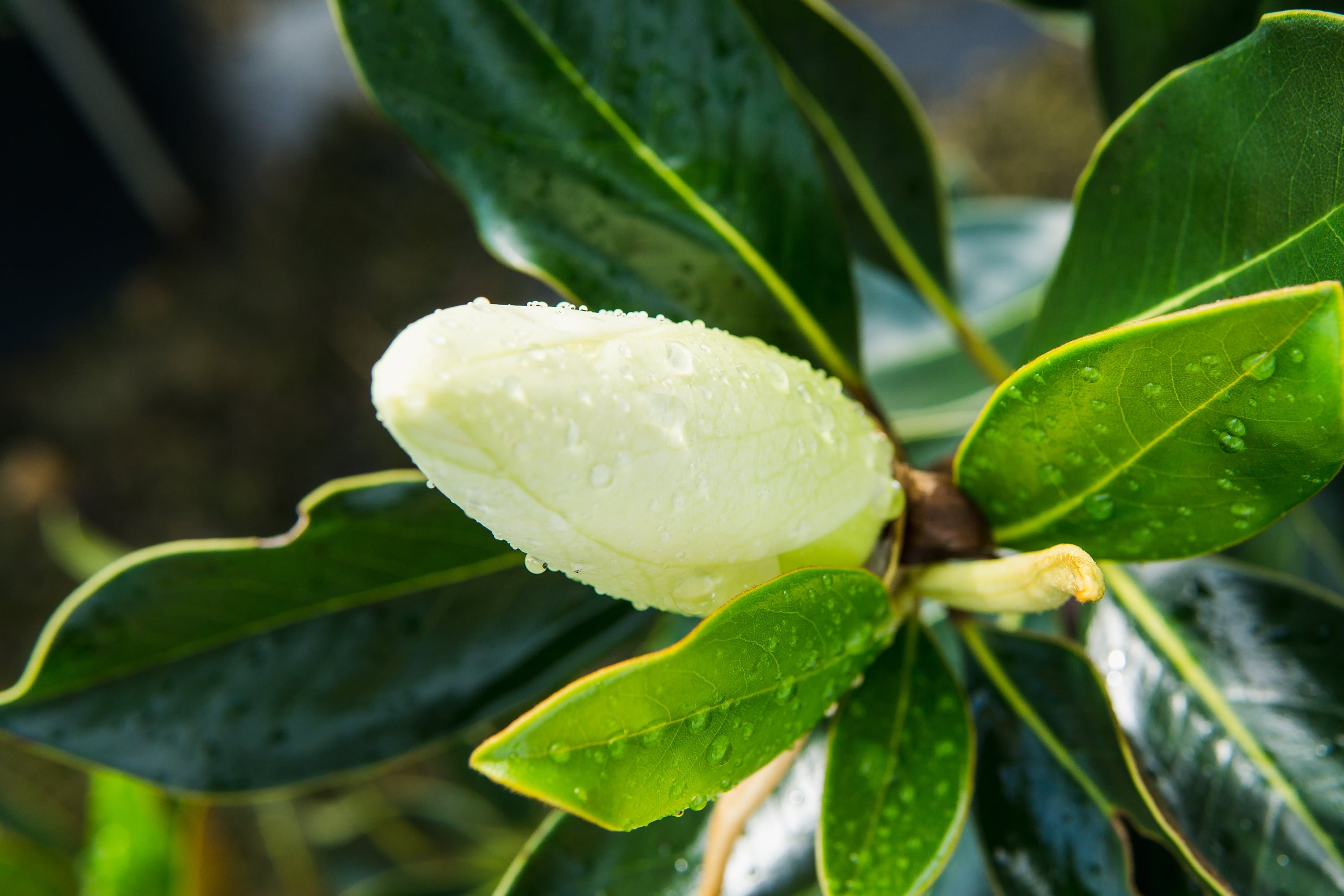 3 Gal. Little Gem Magnolia - Fragrant White Flowers - Attractive Evergreen Foliage