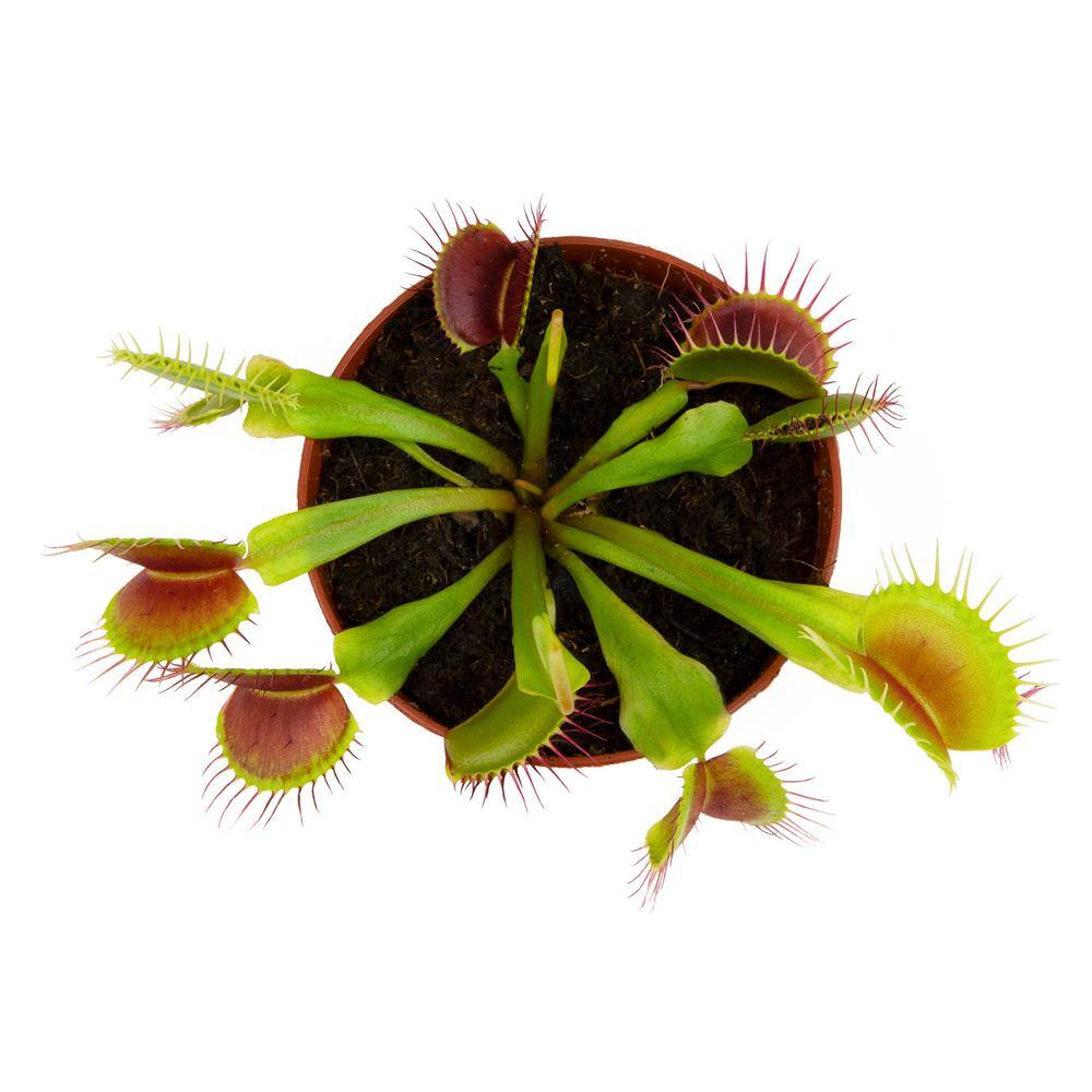 ALTMAN PLANTS 3 in. Venus Fly Trap 0881351