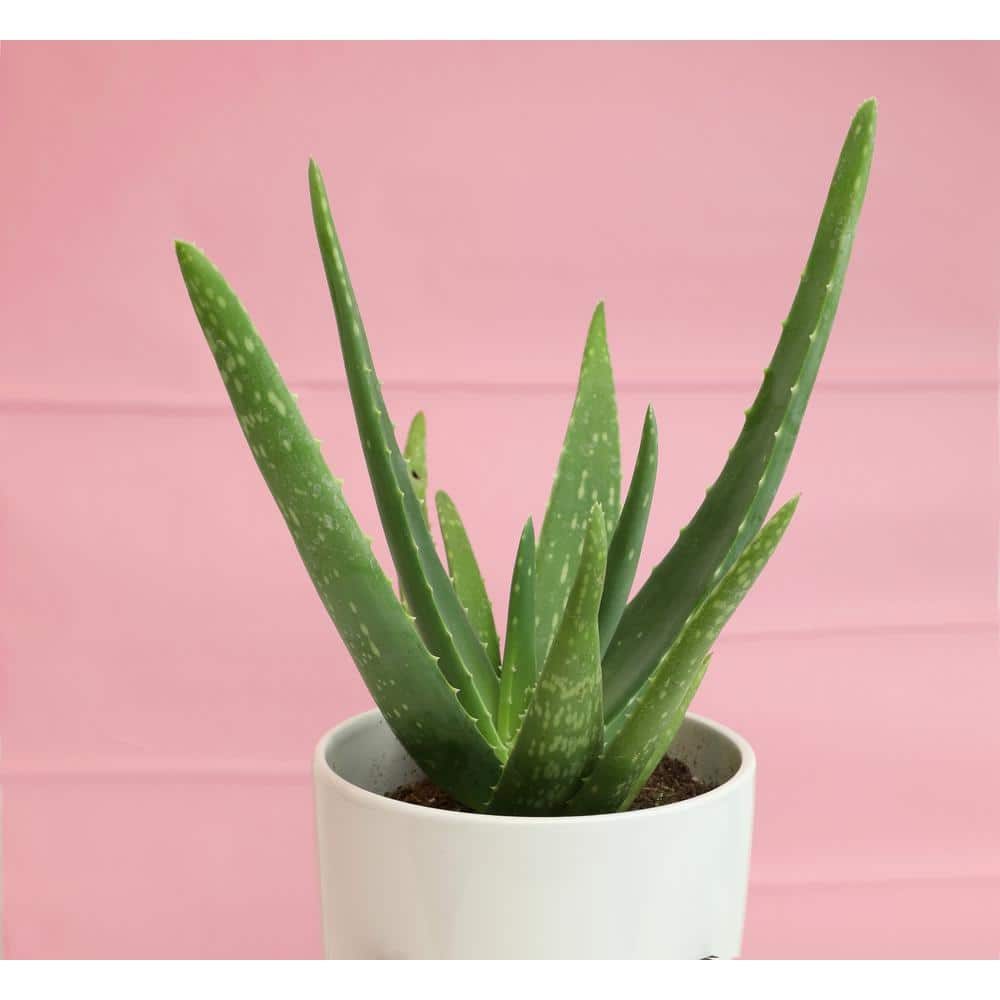 SMART PLANET 3.5 in. Aloe Vera Plant 0881032