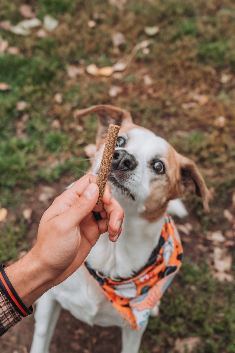 Dog Treat Naturals Beef and Pumpkin Superfood Fresh All Stages Natural Chews Sticks Treats， 10-oz bag