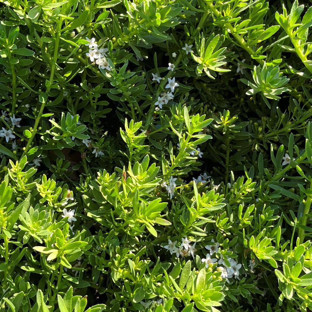 Alder  Oak 1 Gal. Creeping Myoporum Ground Cover Plant (4-Pack) MYPA01