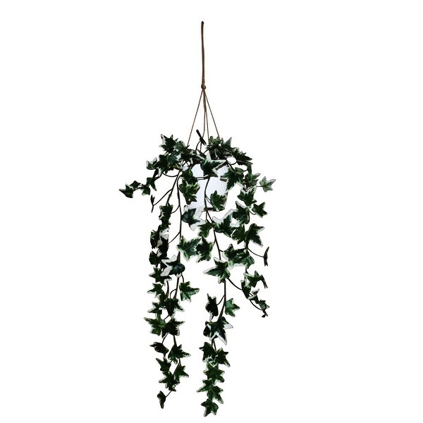 Holland Ivy Hanging Plant With White Pot