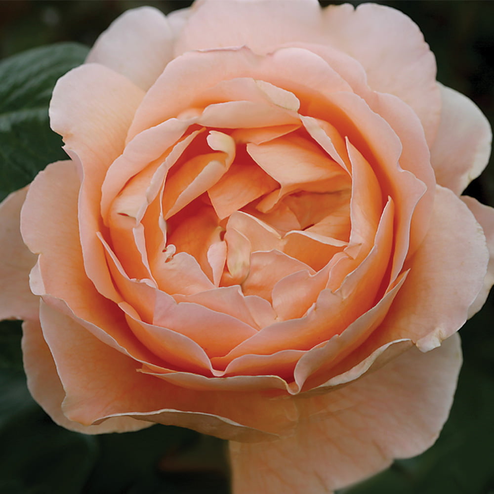 Heirloom Roses Rose Plant - Abbaye de Cluny® Shrub - Live Rose Bush