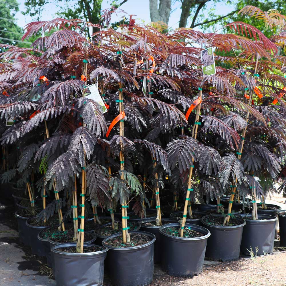 Summer Chocolate Mimosa Tree