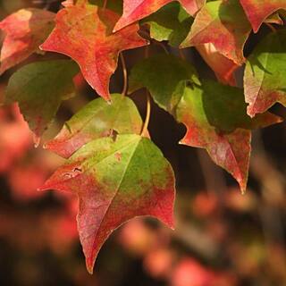7 Gal. Trident Maple Shade Tree MAPTRI07G