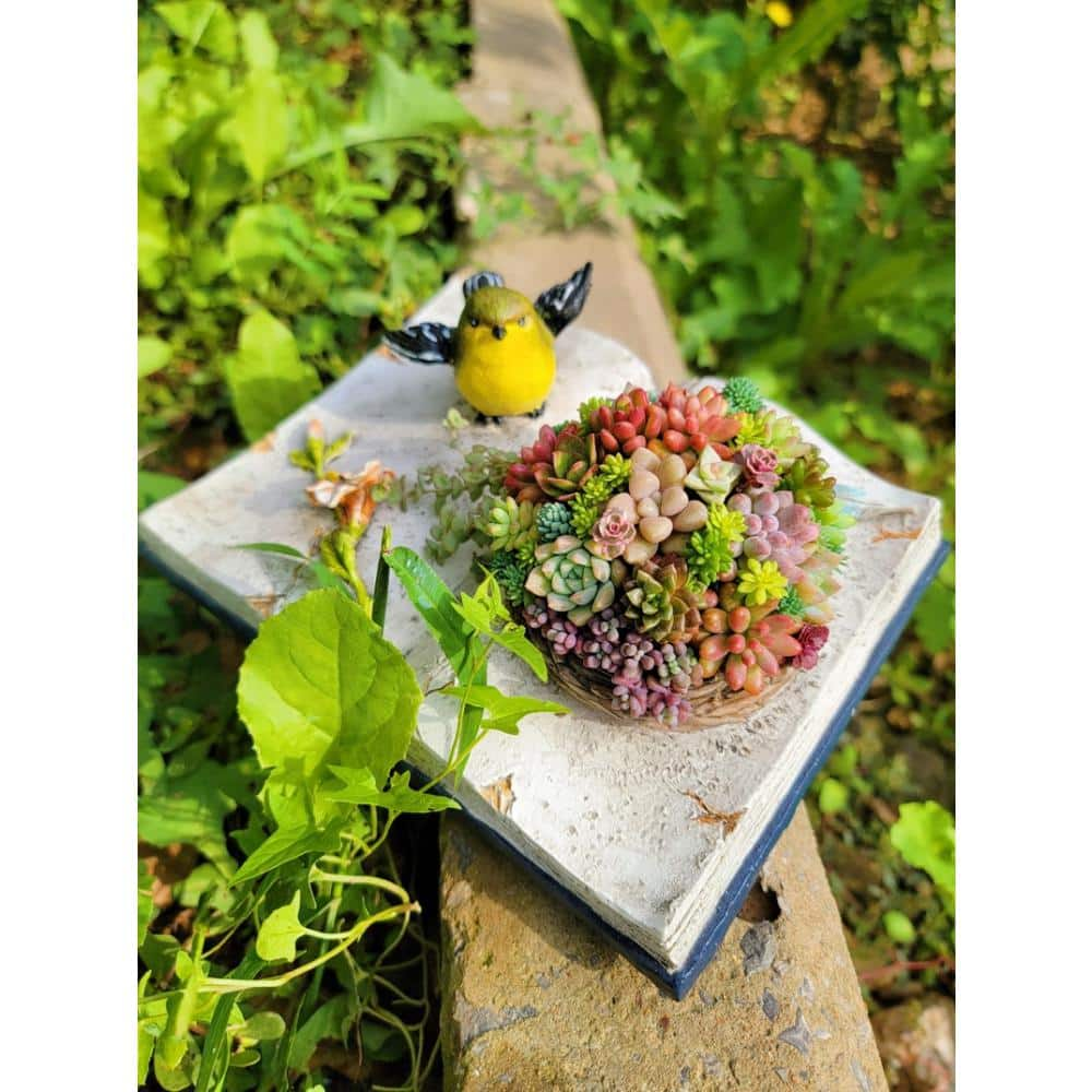 Cesicia Succulent Plants Collection Flowers with Book Style Decorative Base DRZWPlant20