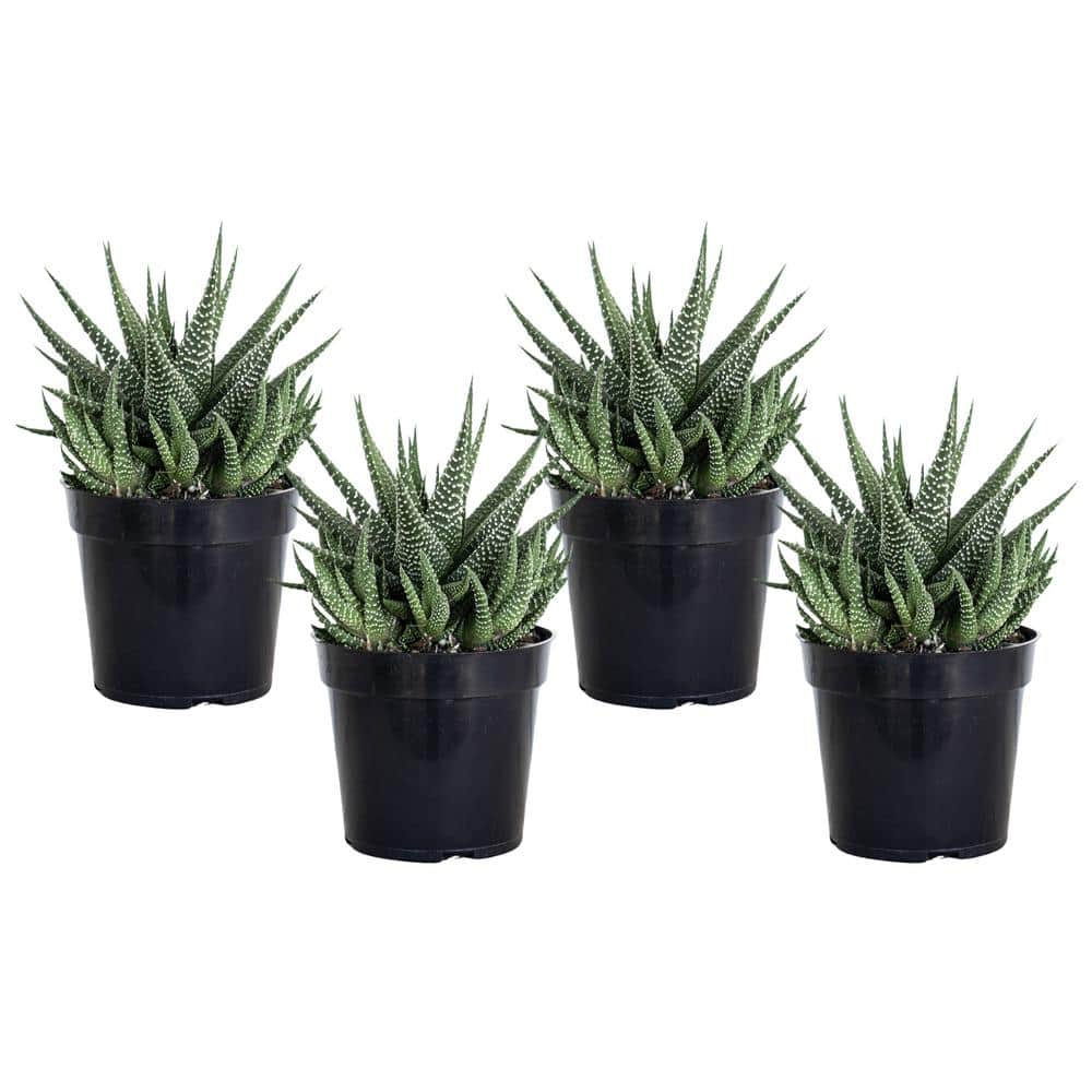 United Nursery Grower's Choice Haworthia Succulent (4-Pack) in 4 inch Grower Pot 79047