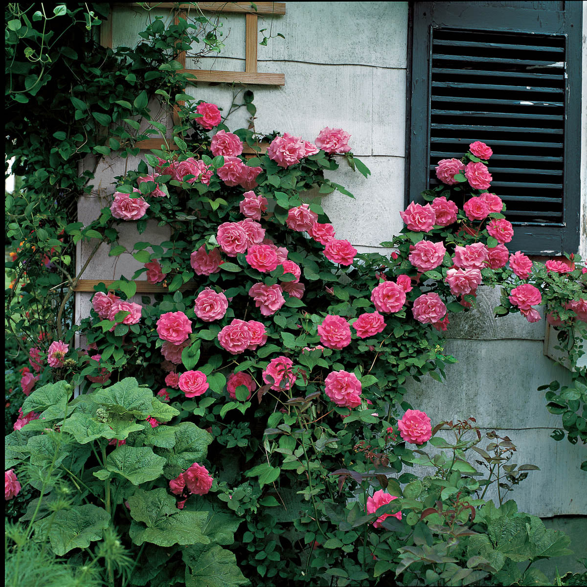 William Baffin Dormant Bare Root Climbing Rose， Includes one dormant plant per order