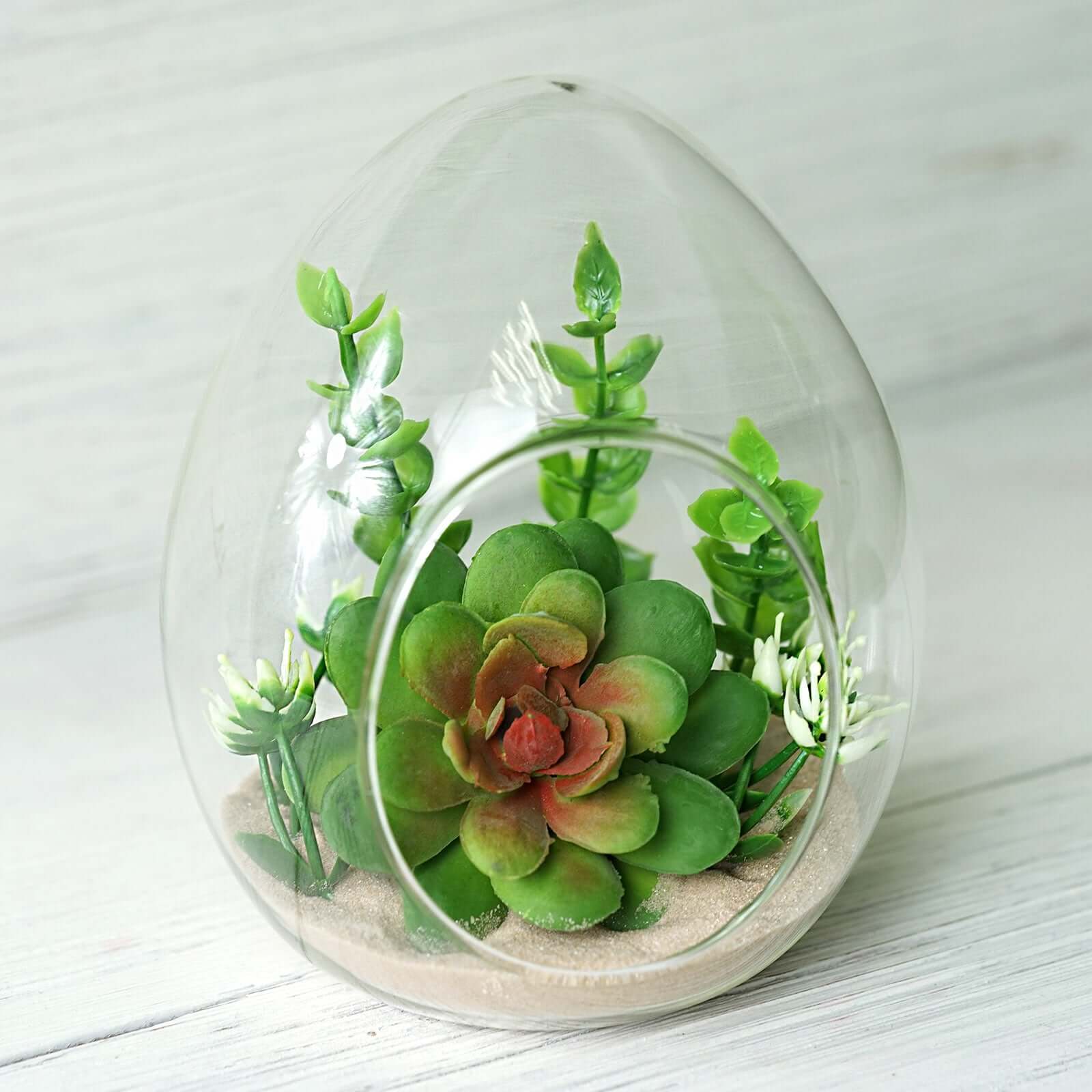 6 Pack Air Plant Glass Egg Shaped Terrarium Self Standing Planter 5