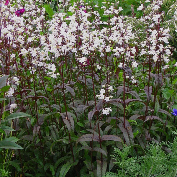 Penstemon Digitalis 'Husker Red'