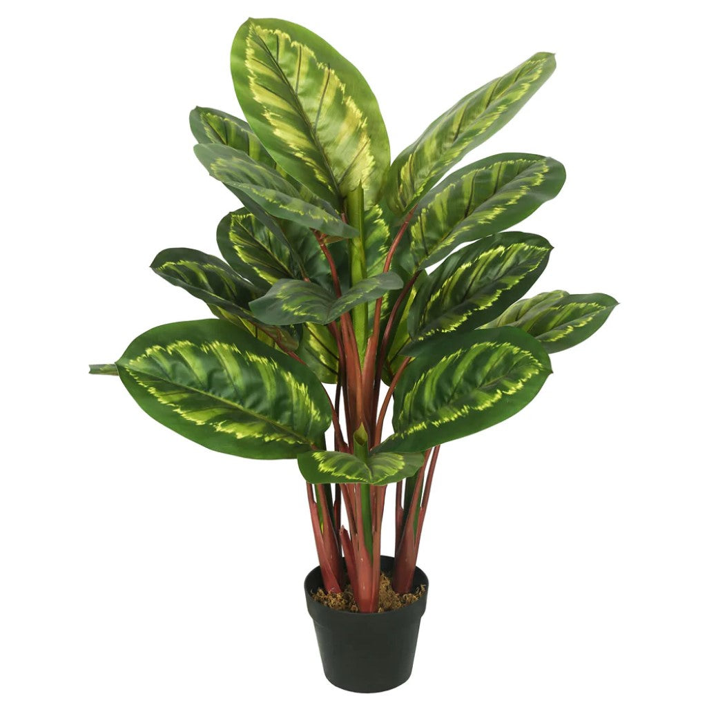 Artificial Plant : Calathea Peacock Plant