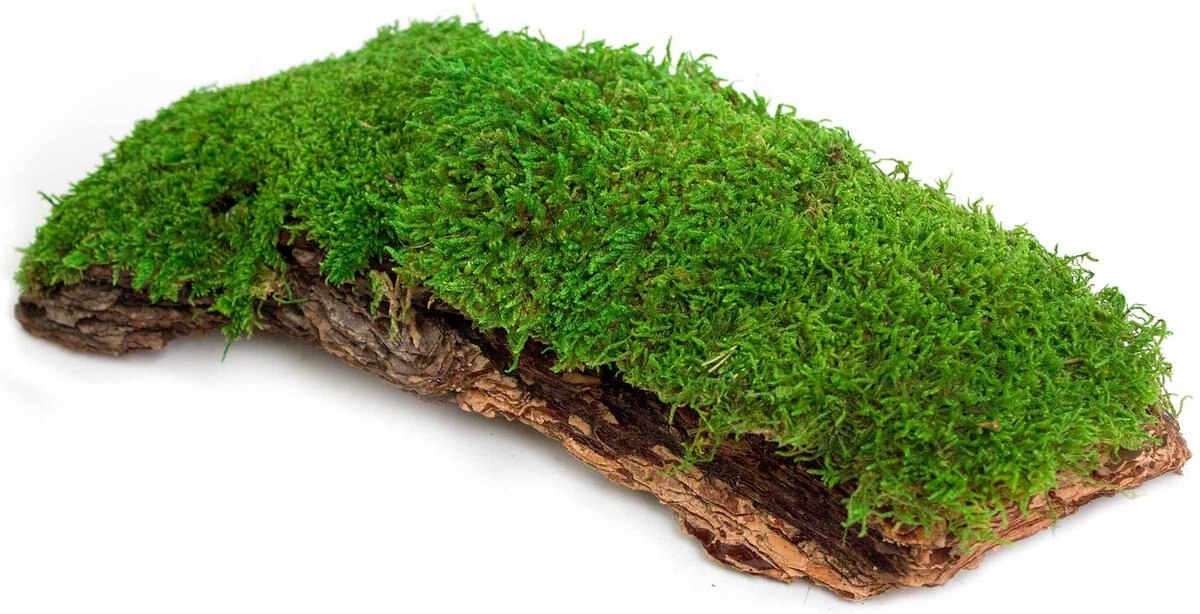 Galapagos Mossy Bark Terrarium Wood， Natural