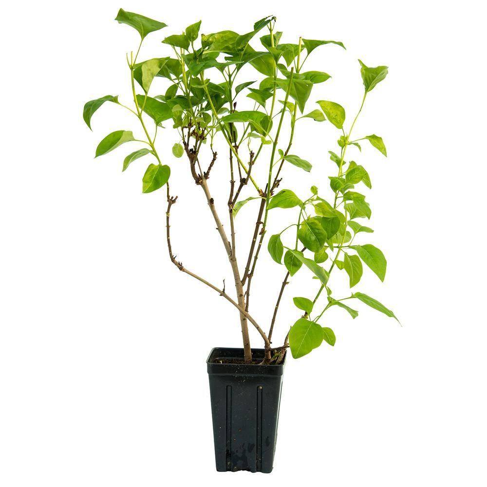 Spring Hill Nurseries 4 in. Pot Sunday Lilac (Syringa) Live Deciduous Plant Purple Flowering Shrub (1-Pack) 71313