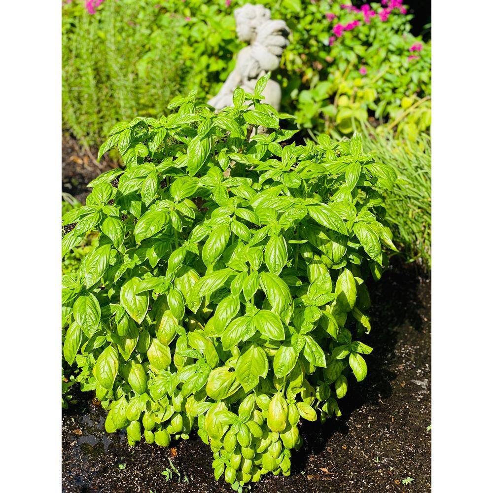 Pure Beauty Farms 1.5 Qt. Herb Plant Italian Basil in 6 In. Deco Pot (2-Plants) DC6HERBBASIL2